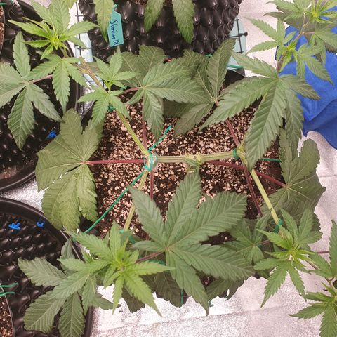 Bahama bussdown growlog timeline photo
