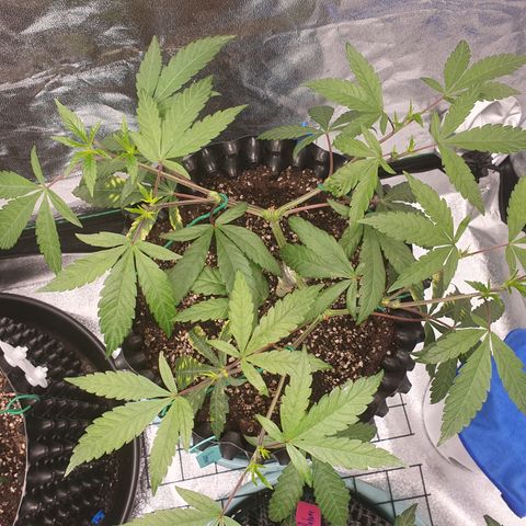 Slurricane IX growlog timeline photo