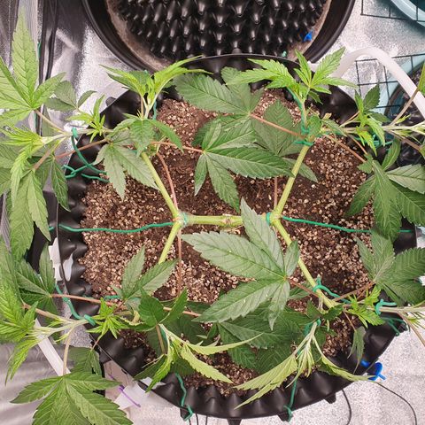 Slurriking growlog timeline photo