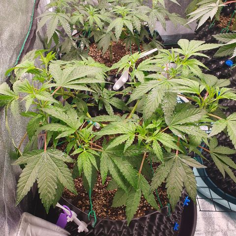 Slurriking growlog timeline photo