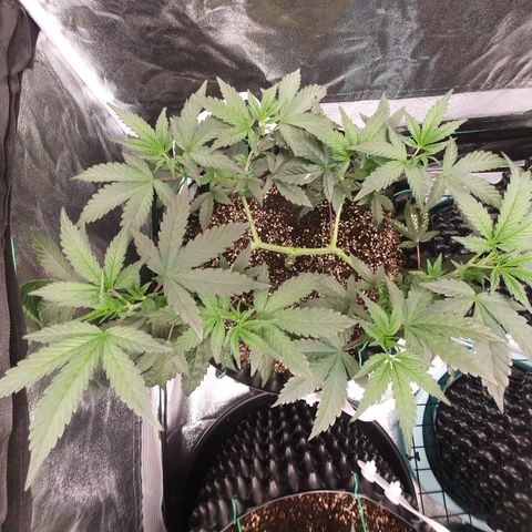 Rufio's growlog timeline photo