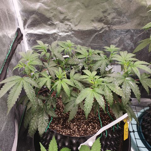 Rufio's growlog timeline photo