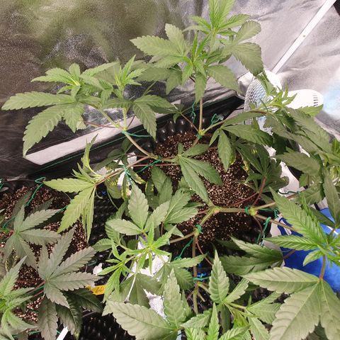 Slurricane IX growlog timeline photo