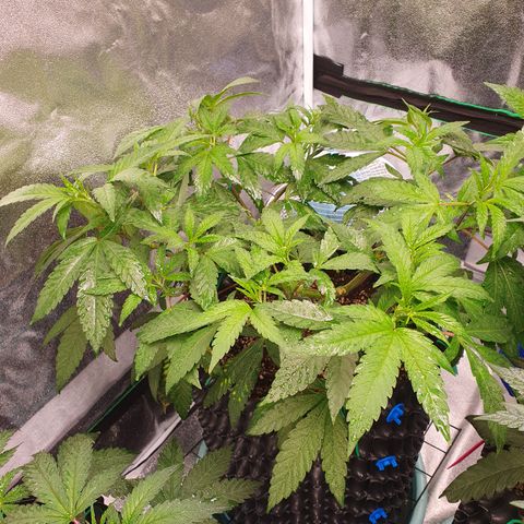 Slurricane IX growlog timeline photo
