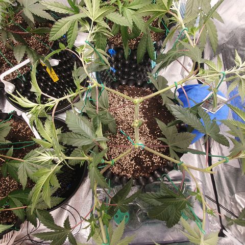 Bahama bussdown growlog timeline photo
