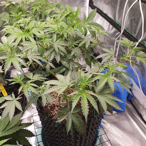 Bahama bussdown growlog timeline photo