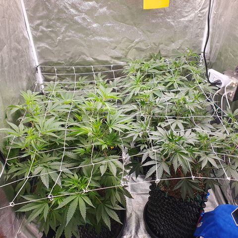 Bahama bussdown growlog timeline photo