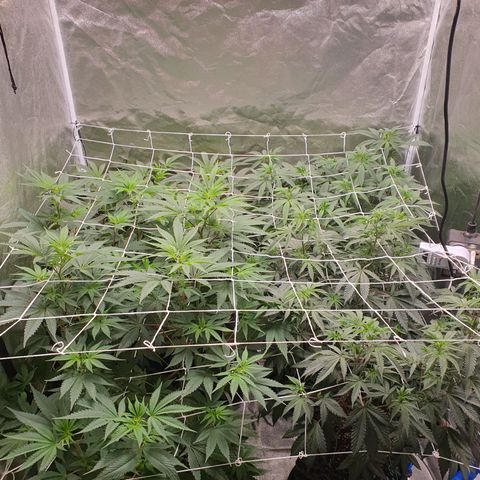Bahama bussdown growlog timeline photo