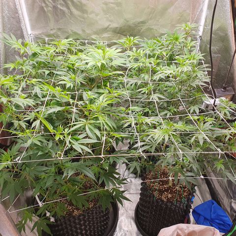 Bahama bussdown growlog timeline photo