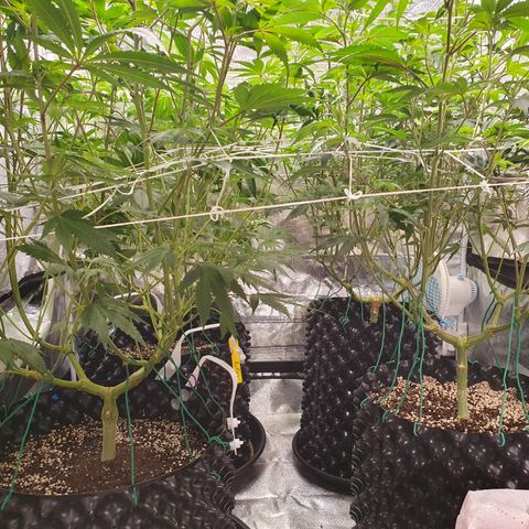 Bahama bussdown growlog timeline photo