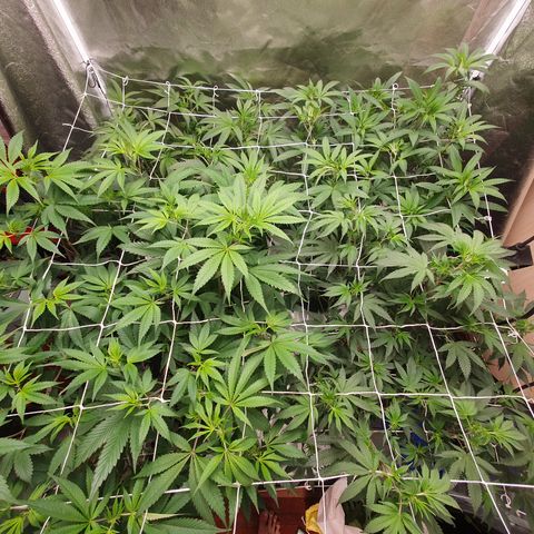 Bahama bussdown growlog timeline photo