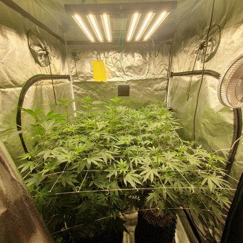 Bahama bussdown growlog timeline photo