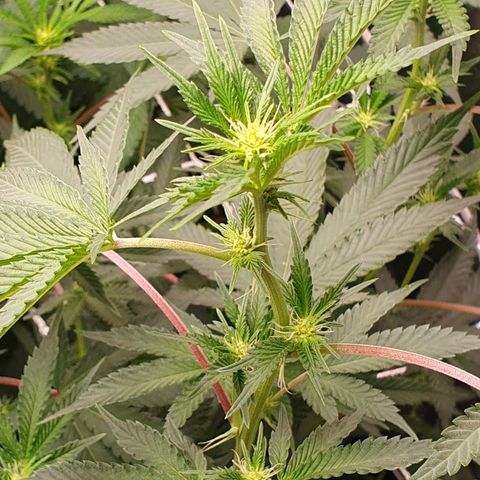 Bahama bussdown growlog timeline photo