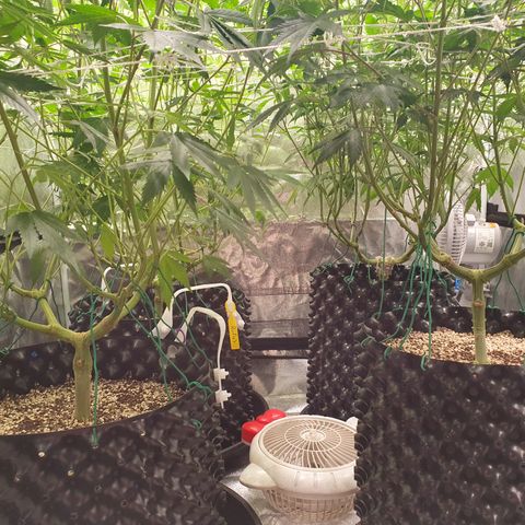 Bahama bussdown growlog timeline photo