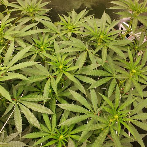 Bahama bussdown growlog timeline photo