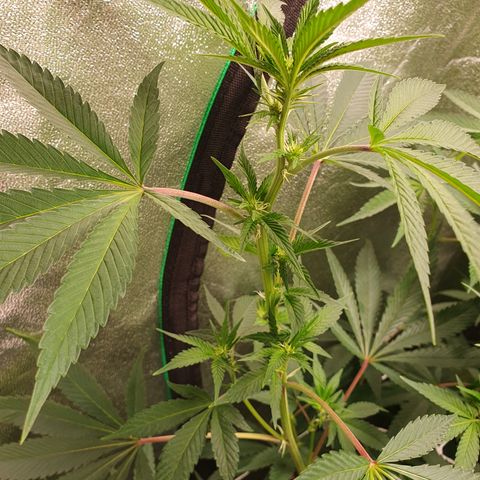 Bahama bussdown growlog timeline photo