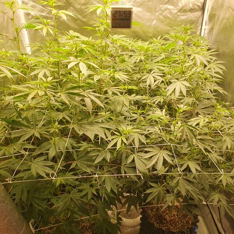 Bahama bussdown growlog timeline photo