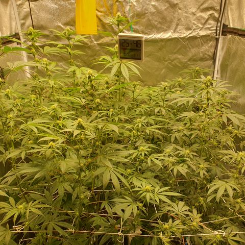 Bahama bussdown growlog timeline photo