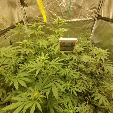 Bahama bussdown growlog timeline photo