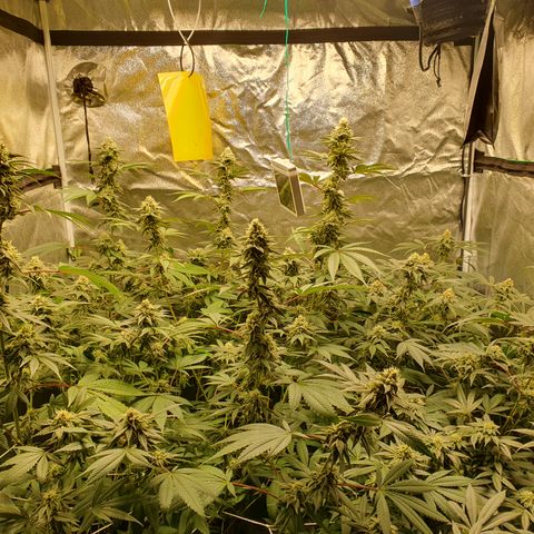 Bahama bussdown growlog timeline photo