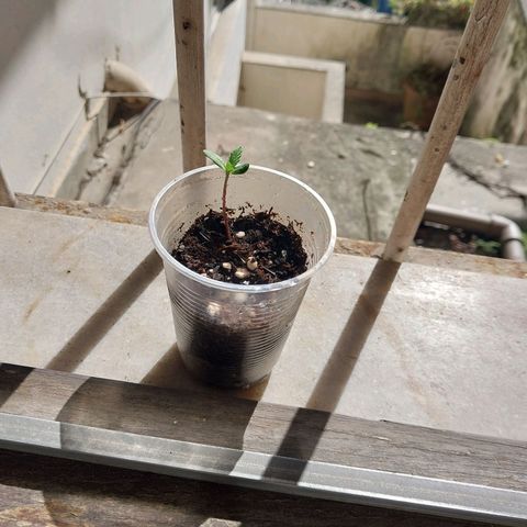 Mohaze Prenseed growlog timeline photo