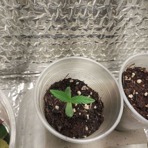 Mohaze Prenseed growlog timeline photo