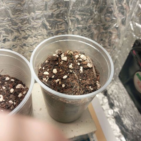 Comadre Sebastiana Prenseed growlog photo: Primeiro dia saindo da terra, porem parece com um pouco de dificuldade de romper a semente, quando ela germinou parecia ser muito forte, vamos ver. Dia inteiro no grow com lampada de LED normal