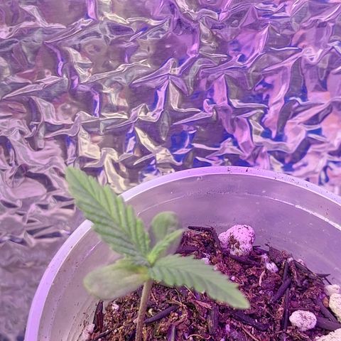 Mohaze Prenseed growlog timeline photo