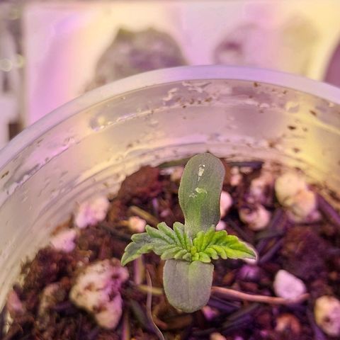 Comadre Sebastiana Prenseed growlog timeline photo