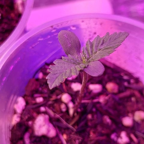 Comadre Sebastiana Prenseed growlog timeline photo