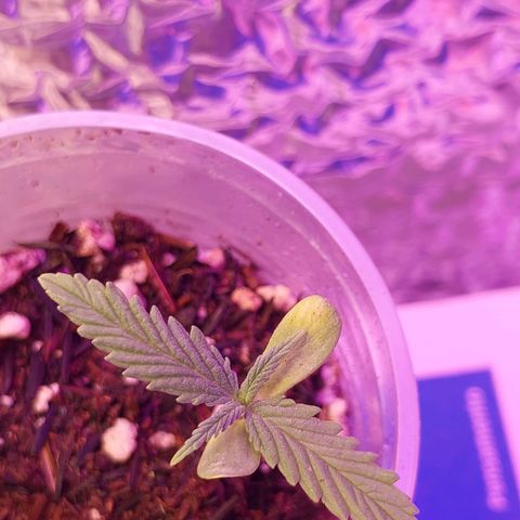 Mohaze Prenseed growlog timeline photo
