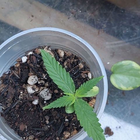 Mohaze Prenseed growlog timeline photo
