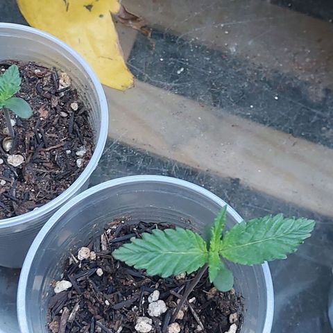Comadre Sebastiana Prenseed growlog timeline photo