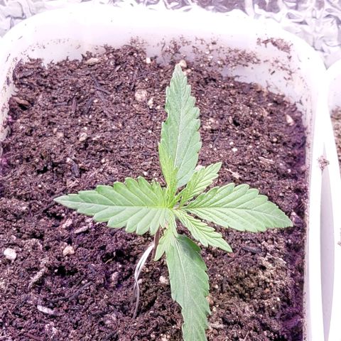Comadre Sebastiana Prenseed growlog timeline photo