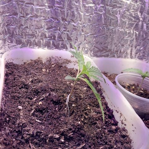 Comadre Sebastiana Prenseed growlog timeline photo
