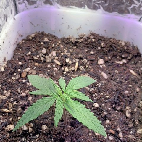 Mohaze Prenseed growlog timeline photo