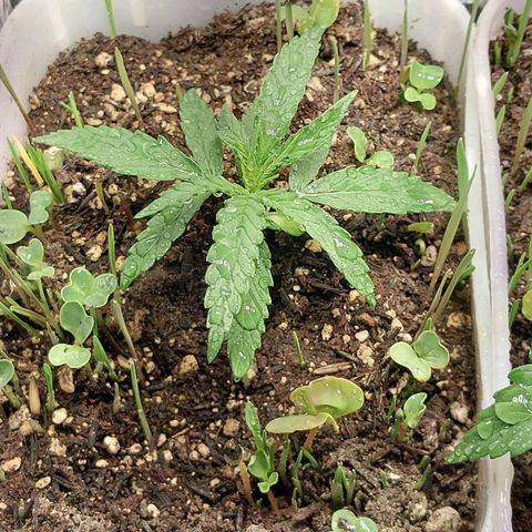 Mohaze Prenseed growlog timeline photo