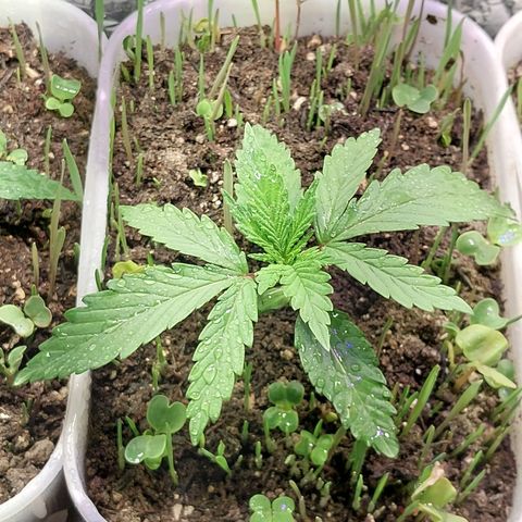 Comadre Sebastiana Prenseed growlog timeline photo