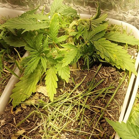Comadre Sebastiana Prenseed growlog timeline photo