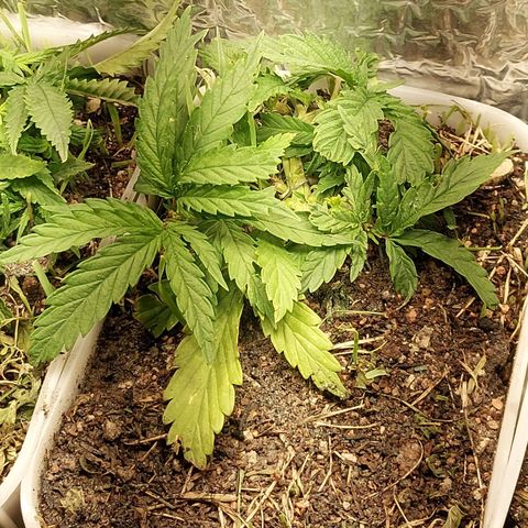 Comadre Sebastiana Prenseed growlog timeline photo
