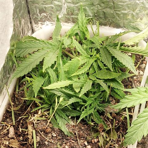 Mohaze Prenseed growlog timeline photo