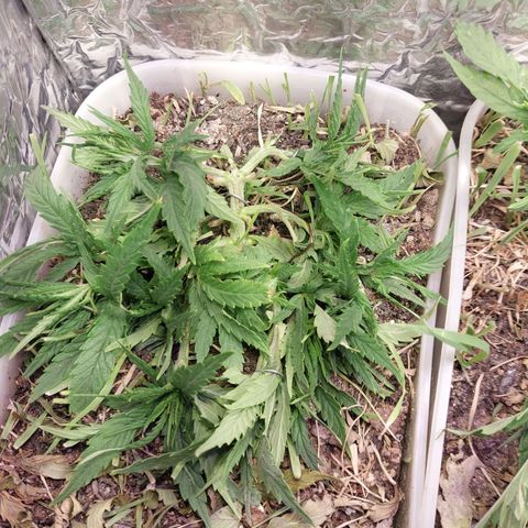 Mohaze Prenseed growlog timeline photo