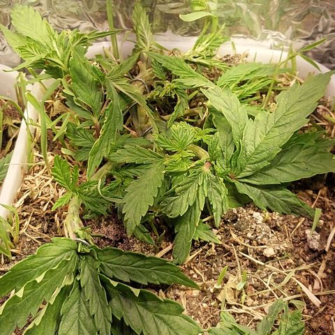 Comadre Sebastiana Prenseed growlog timeline photo