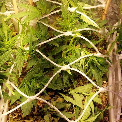 Comadre Sebastiana Prenseed growlog timeline photo