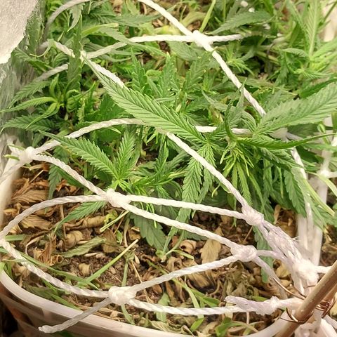 Mohaze Prenseed growlog timeline photo