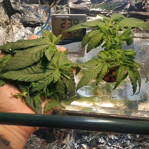 1 growlog timeline photo