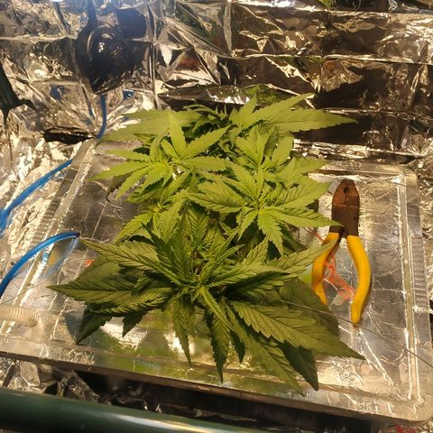 1 growlog timeline photo