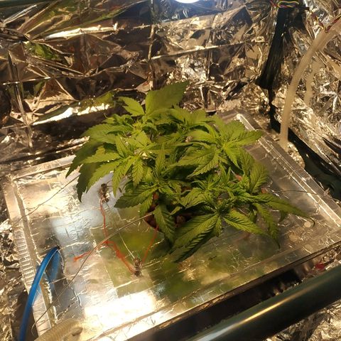 1 growlog timeline photo