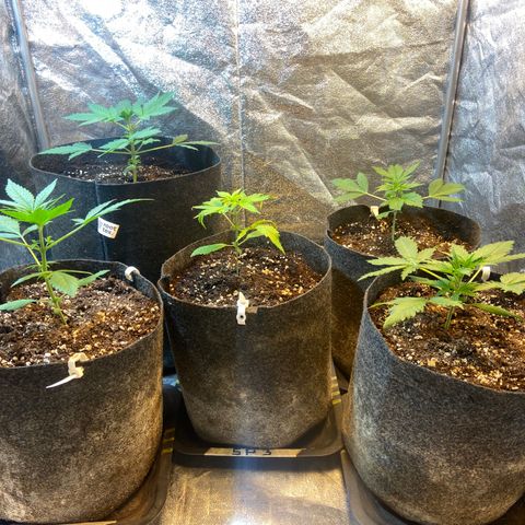 Strawberry Pie 2 growlog timeline photo