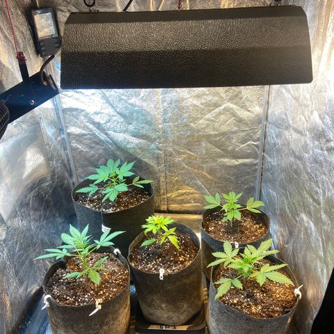 Strawberry Pie 2 growlog timeline photo
